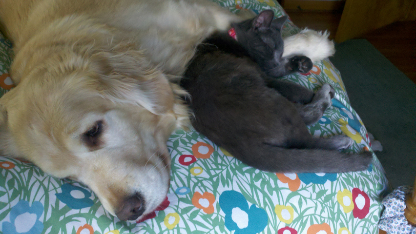 Survey reveals owners let pets share their beds